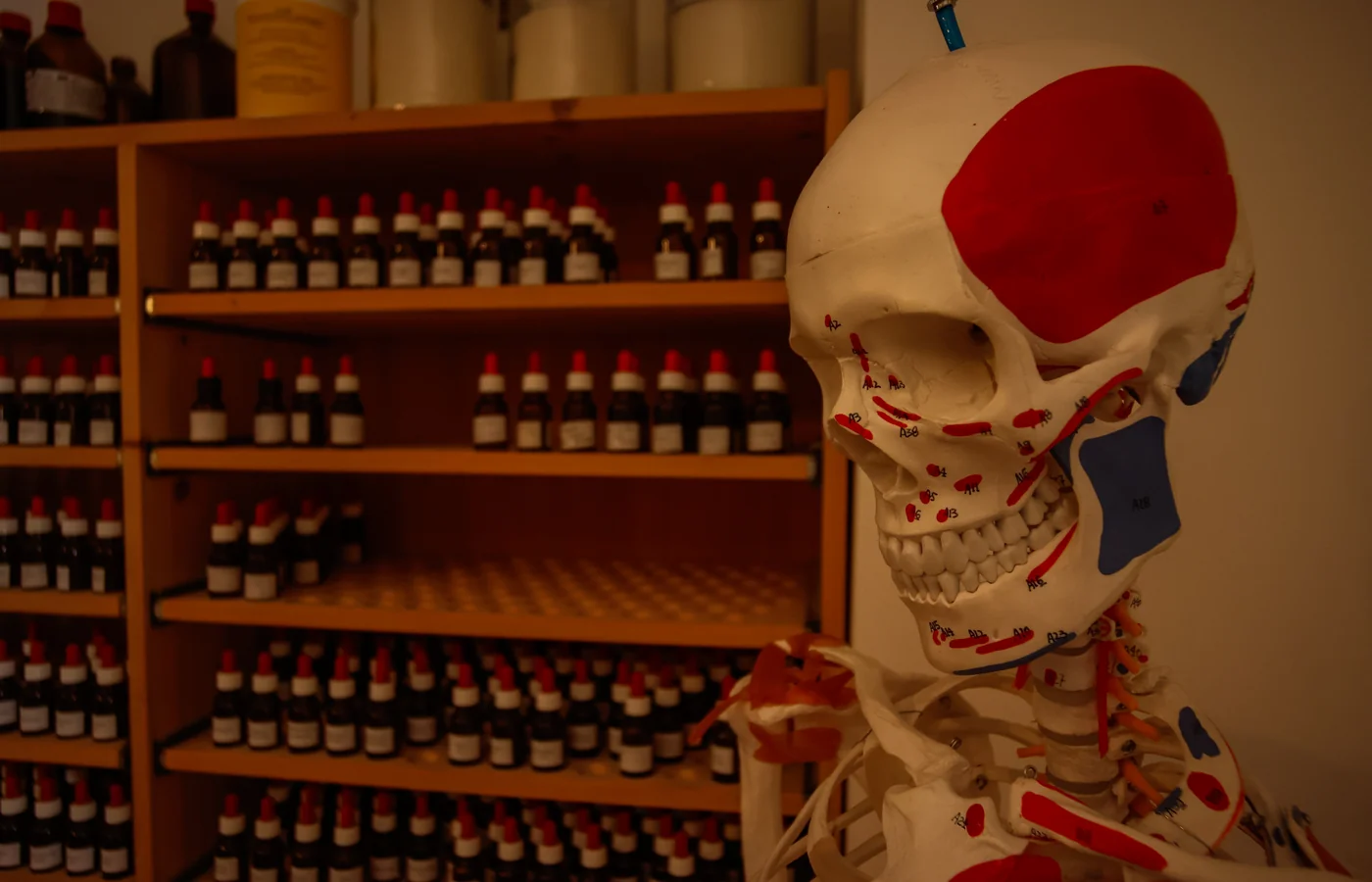 Anatomisches Modell vor Nosodenregal